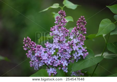 Beautiful Fresh purple blooming lilac flowers