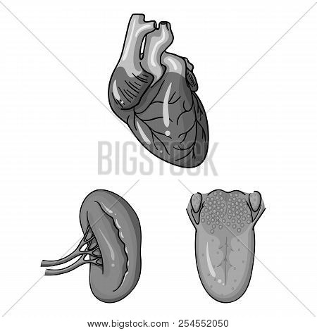 Human Organs Monochrome Icons In Set Collection For Design. Anatomy And Internal Organs Vector Symbo