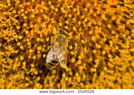 Bee indsamle Pollen