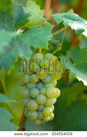 Grape Wine On Palava Vineyards. South Moravian Wine Region, Czech Republic