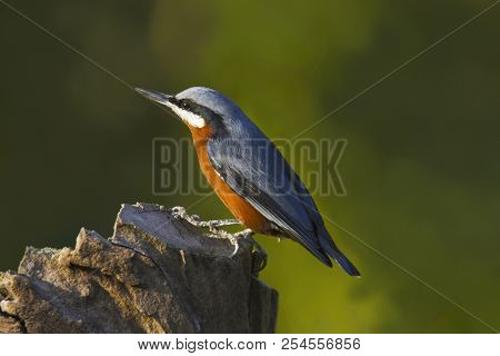 Chestnut-bellied Nuthatch, Sitta Cinnamoventris. Ghatgarh, Uttarakhand, India