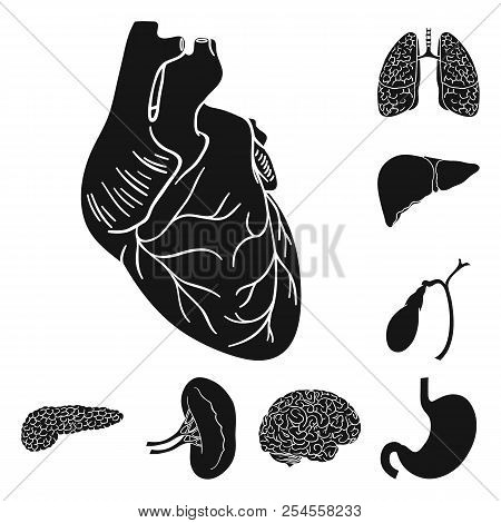 Human Organs Black Icons In Set Collection For Design. Anatomy And Internal Organs Vector Symbol Sto
