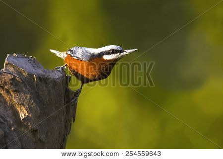 Chestnut-bellied Nuthatch, Sitta Cinnamoventris. Ghatgarh, Uttarakhand, India