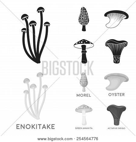 Morel, Oyster, Green Amanita, Actarius Indigo.mushroom Set Collection Icons In Black, Monochrome Sty
