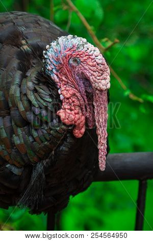 Close Up Of A Domestic Tom Turkey, Meleagris Gallopavo On A Green Background