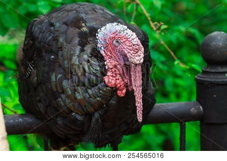 Close Up Of A Domestic Tom Turkey, Meleagris Gallopavo On A Green Background
