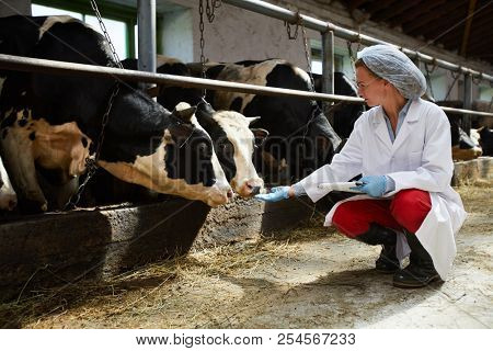 Young professional armer in uniform squatting by cowshed and stretching her hand to milk cows
