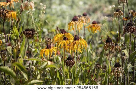 Flowers Of Echinacea Paradoxa Fading On The Flowerbed. Autumn In The Garden, Flowers Fade