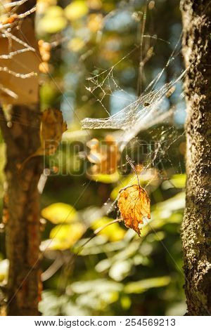 Colors Of Autumn, Wood With Spider Web. Nature Background. Spider Web On A Tree Branches, Yellow Lea