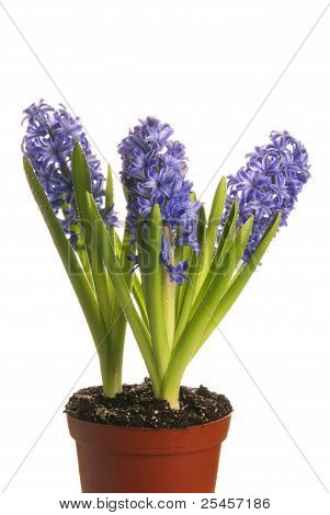 Fiori viola