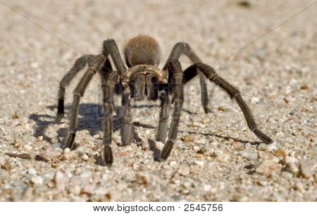 Tarantula