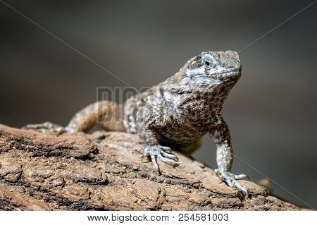 Blue Spiny Lizards Resting On The Branch, Sceloporus Cyanogenys