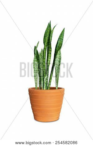 Sansevieria Or Snake Plant In Pot Isolated On White Background