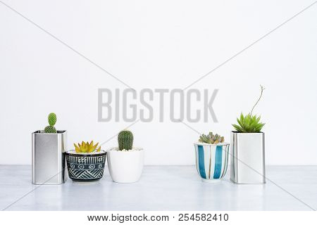 Collection Of Various Cactus And Succulent Plants In Different Pots.
