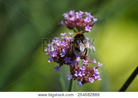 Purple Flowers And Bumblebee. Front View, Outdoor, Of Day And Without Character.