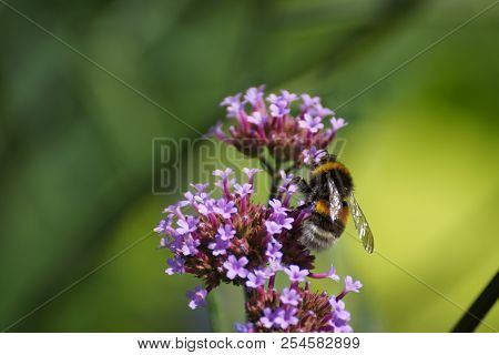 Purple Flowers And Bumblebee. Front View, Outdoor, Of Day And Without Character.