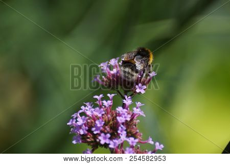 Purple Flowers And Bumblebee. Front View, Outdoor, Of Day And Without Character.
