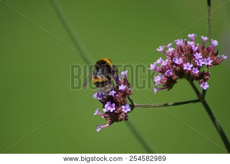 Purple flowers and bumblebee. Front view, outdoor, of day and without character.