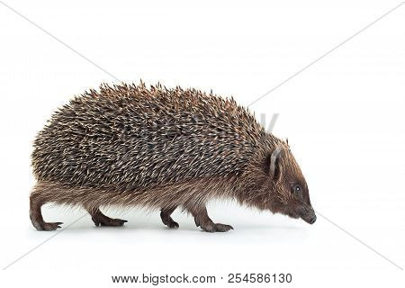 Hedgehog Aniamal Closeup Isolated On White Background
