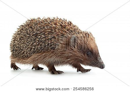 Hedgehog Aniamal Closeup Isolated On White Background