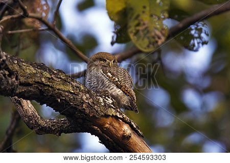 Jungle Owlet, Glaucidium Radiatum, Kanha Tiger Reserve, Madhya Pradesh, India