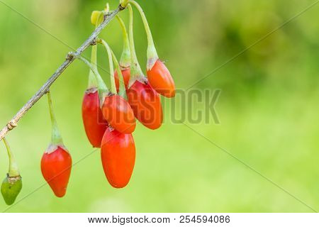 Goji Berry, Or Wolfberry. Ripe Berries On The Twig. Anti Aging Fruit. Closeup.  Lycium Barbarum Or L