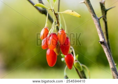 Wolfberry Or Goji Berry. Ripe Berries On The Branch. Lycium Barbarum Or Lycium Chinense.
