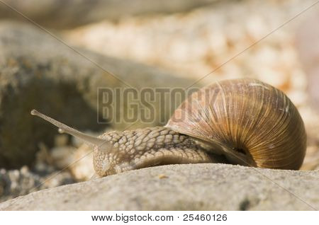 Helix Pomatia