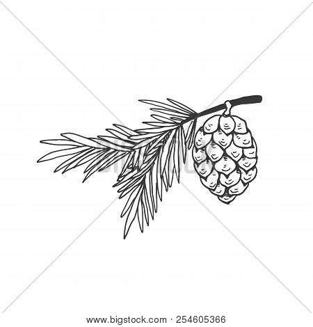 Christmas Treee Branch With Cane Vector Illustration Isolated On White Background. Hand Drawn Christ