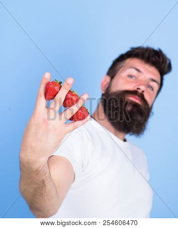 Man Beard Hipster Strawberries Between Fingers Blue Background. Strawberry Packed With Vitamin C Fib