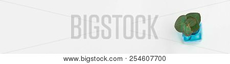 Long Banner With Silver Dollar Eucalyptus Twig In Blue Glass Bottle On White Background. Top View Co