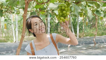 Woman finding a ripe green grape tourist farm