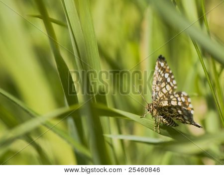 Chiasmia Clathrata
