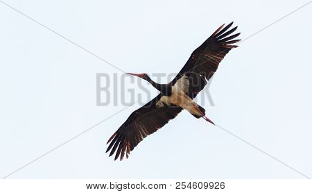 Black Stork In Flight Against Cloudy Sky, Podlasie Region, Poland, Europe