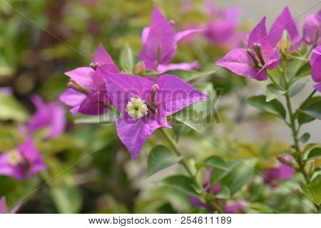 Bougainvillea Sabina