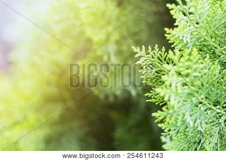Background Of Green Leaves With Sunshine In The Morning In Summer. Coyp Space For Your Text.