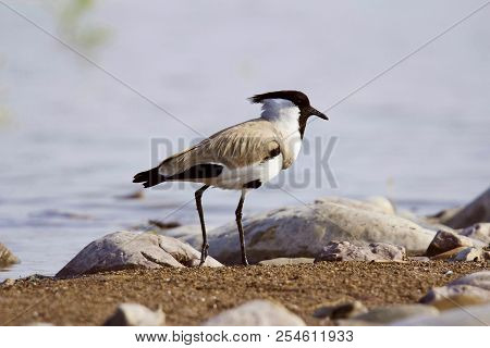 River Lapwing, Vanellus Duvaucelii, Chambal River, Rajasthan, India