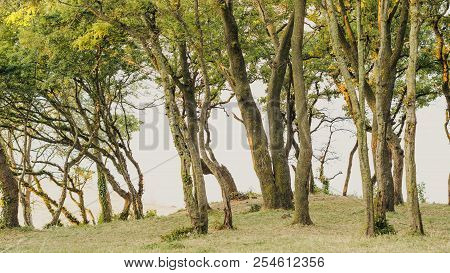 Trees Illuminated By The Rising Sun On The Beach