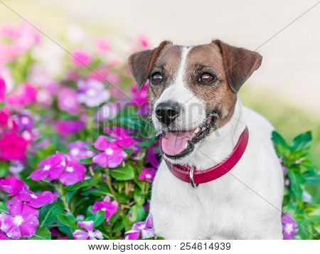 Portrait Of Adorable Happy Smiling Small White And Red Dog Jack Russel Terrier Standing In Flower Be