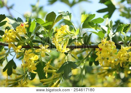Josta In Bloom. Yellow Flower On Sky Blue Background