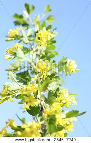 Josta In Bloom. Yellow Flower On Sky Blue Background