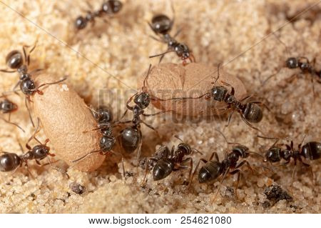 Ants And Formic Eggs In Nature. Macro