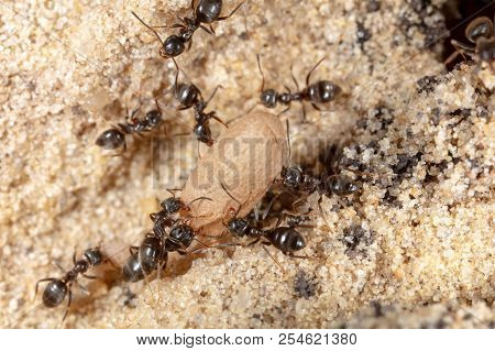 Ants And Formic Eggs In Nature. Macro