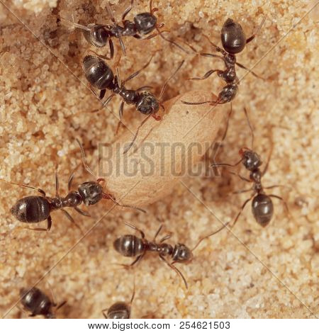 Ants And Formic Eggs In Nature. Macro