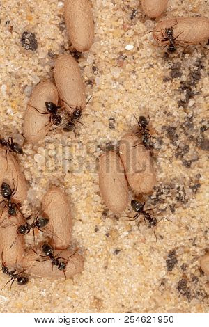 Ants And Formic Eggs In Nature. Macro