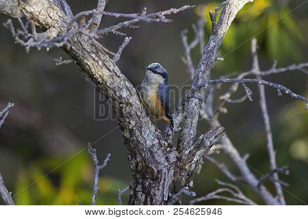White-tailed Nuthatch, Sitta Himalayensis, Mukteshwar, Uttara Hand, India