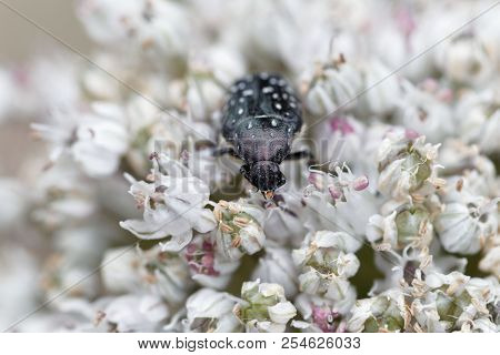 The Flower Chafer Oxythyrea Funesta  On White Flowers.