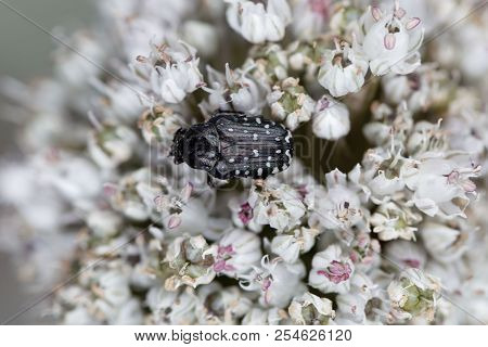 The Flower Chafer Oxythyrea Funesta  On White Flowers.