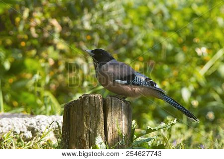 Black-headed Jay, Garrulus Lanceolatus, Sattal, Uttarakhand, India