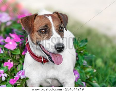 Close-up Portrait Of Adorable Happy Smiling Small White And Brown Dog Jack Russel Terrier Standing I
